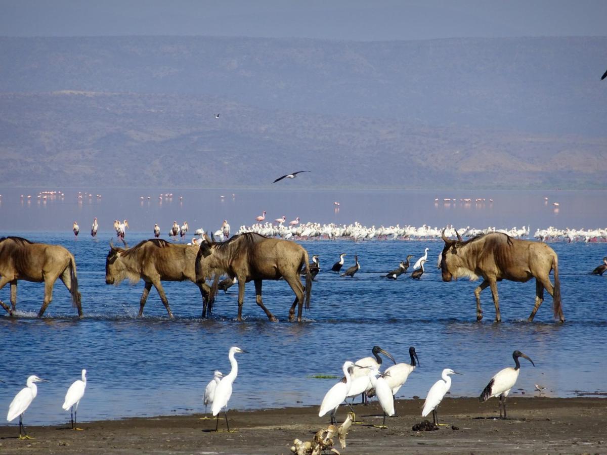 Africa Safari Lake Natron Mtowabaga Exteriör bild