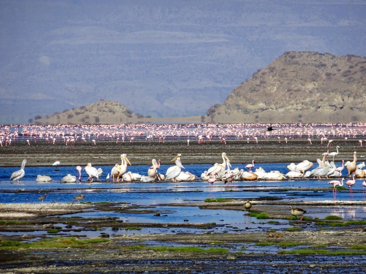 Africa Safari Lake Natron Mtowabaga Exteriör bild